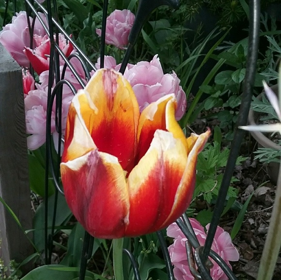 Meet your Posher, Guillermina - Picture 1 of 1